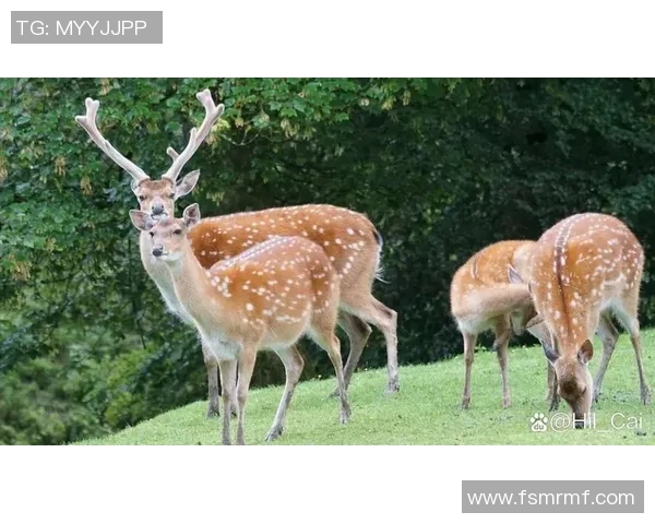 记者分析无字鹿获胜背后的深远意义彰显雄鹿实力不容忽视